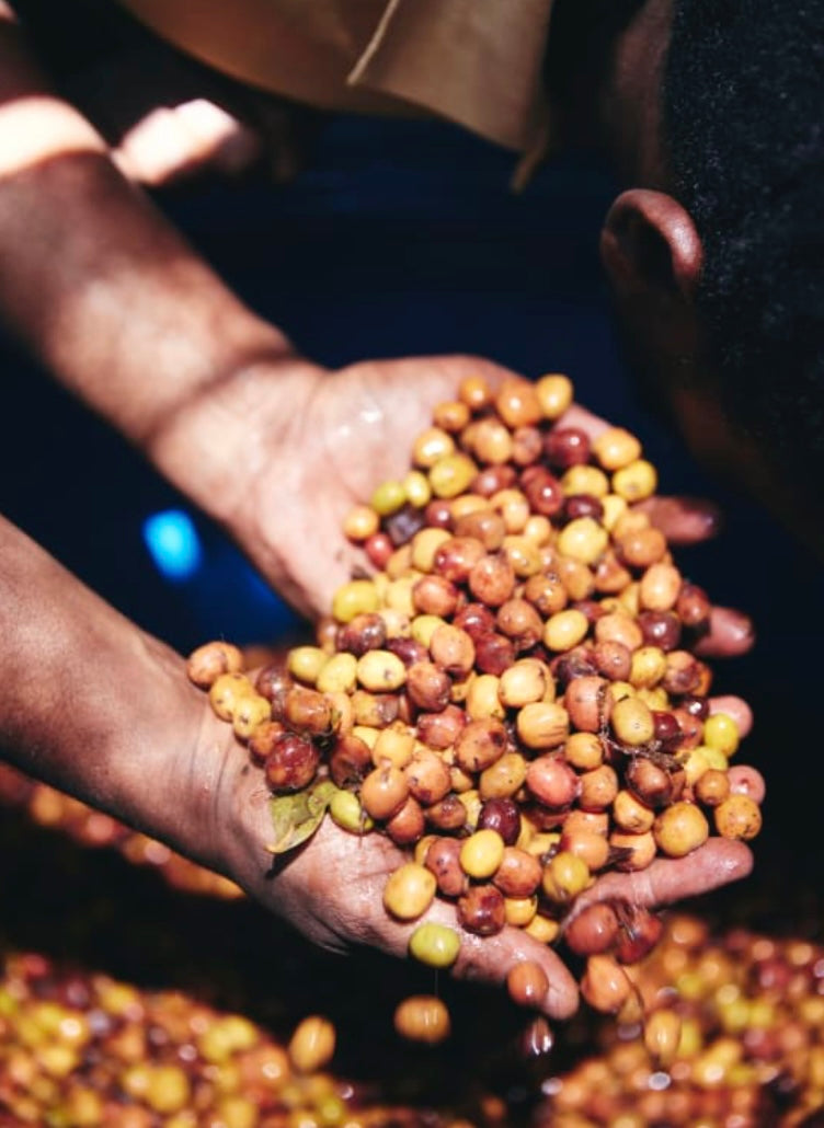 Ethiopia Sidama Yaye Natural - Special Project
