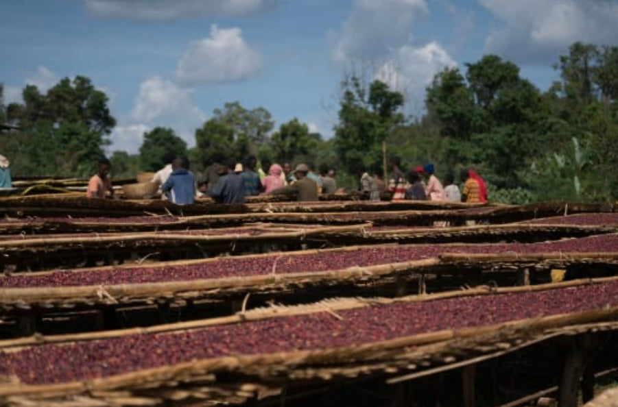 Ethiopia Halo Beriti
