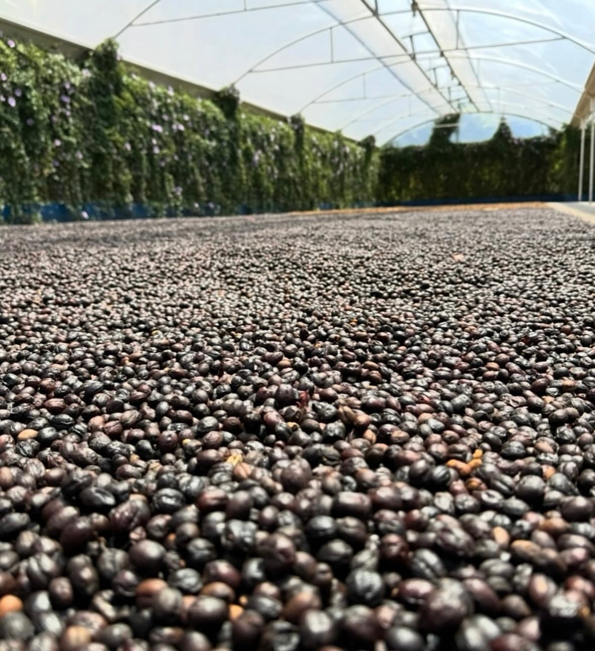 Costa Rica Perla Negra - New Crop has Arrived!