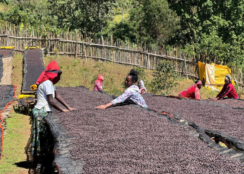 Ethiopia Shantawene Natural