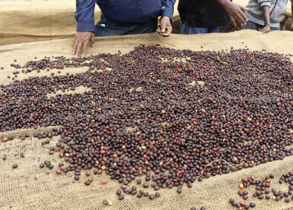 Ethiopia Microlot Coffee Box