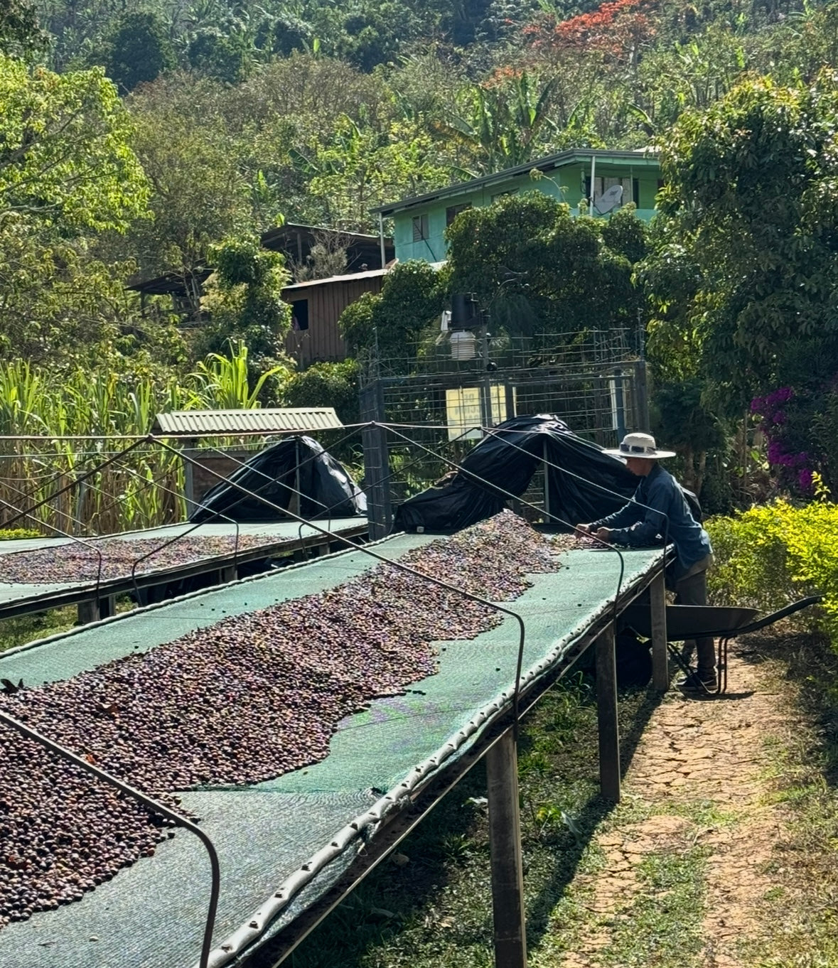 Costa Rica La Candelilla Estate Anaerobic Natural