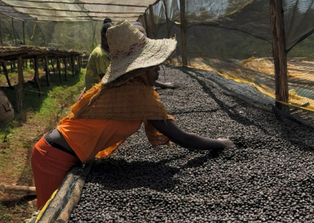 Ethiopia Worka Sakaro Natural