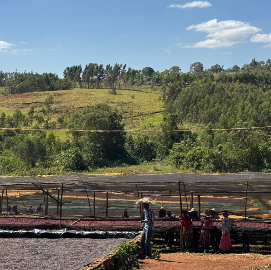 Ethiopia Worka Sakaro Natural