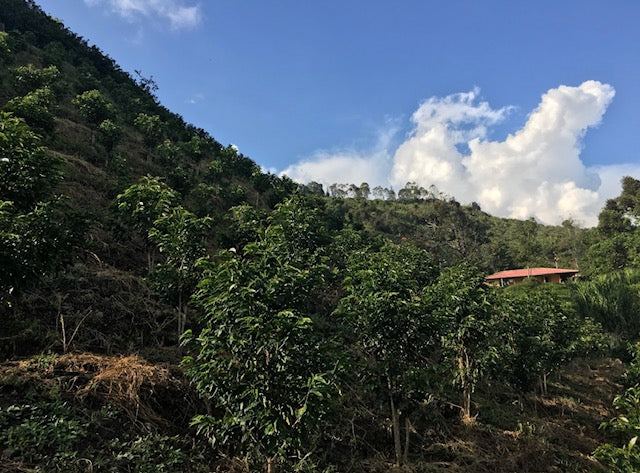 Colombia Finca El Jardin Gesha