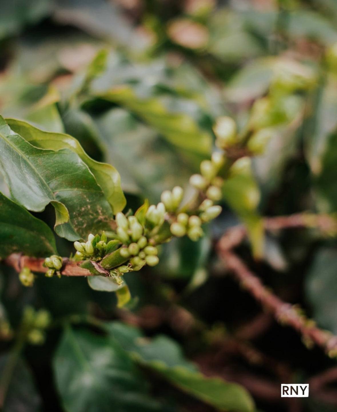 Brazil Legender - New arrival. We got our hands on a new Brazil!