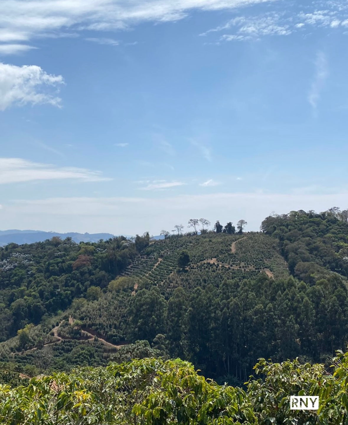 Brazil Legender - New arrival. We got our hands on a new Brazil!