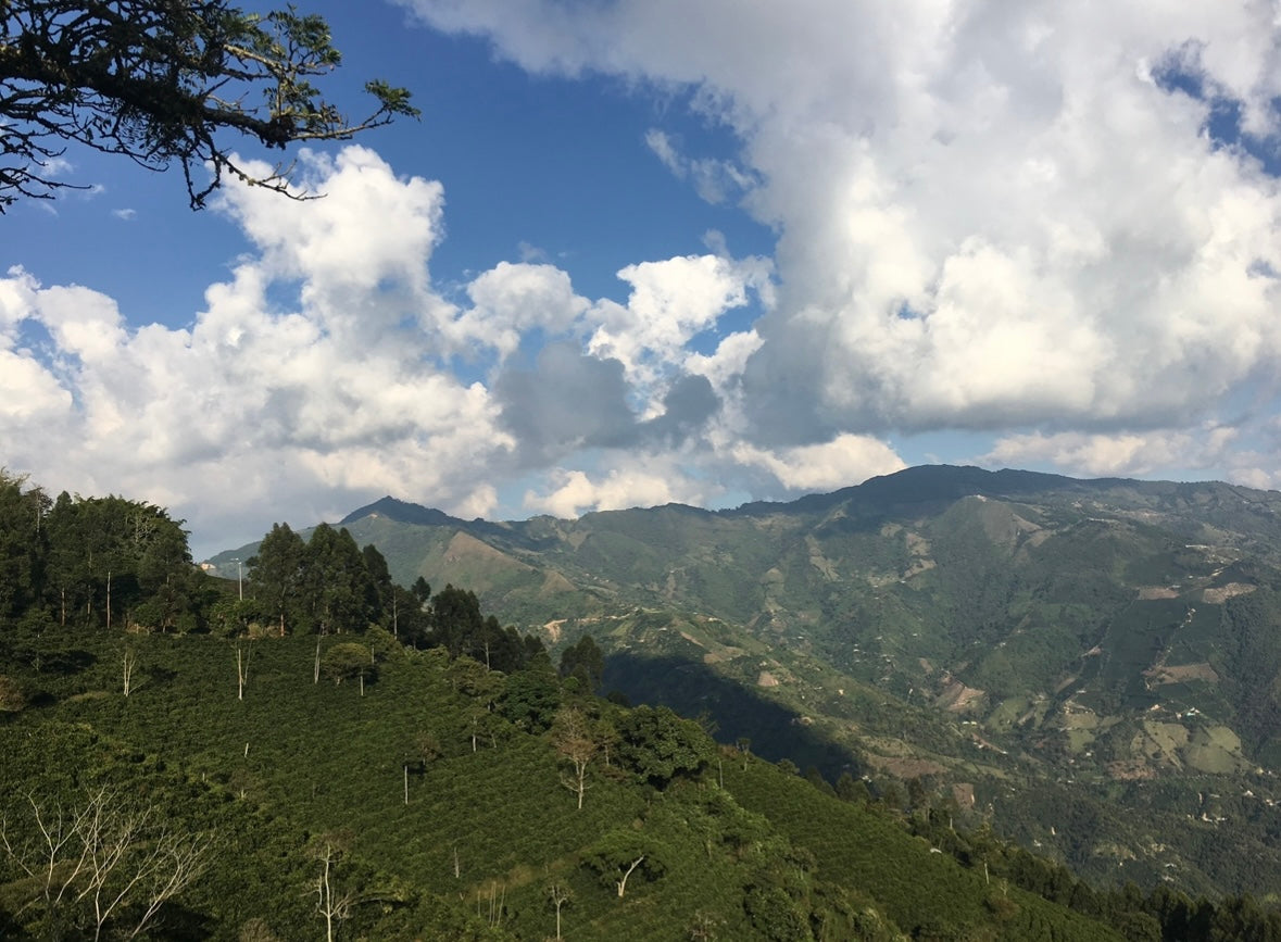 Colombia Finca El Jardin Gesha