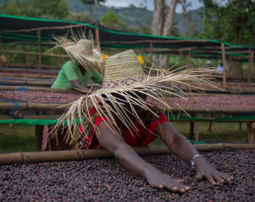 Ethiopia Microlot 94 point+ Coffee Box