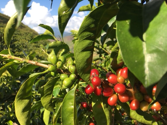 Colombia Santa Barbara Estate Natural